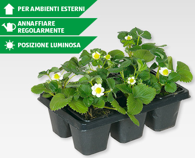 Piantine di fragole GARDENLINE(R)