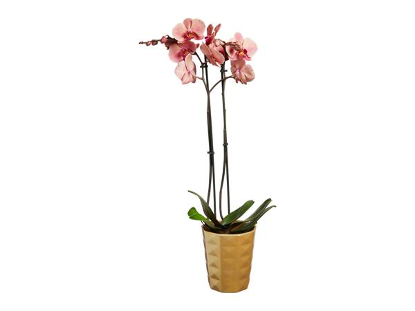 Phalaenopsis, 2 Stems
