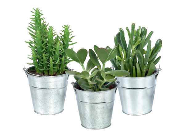 Cactus or Succulents