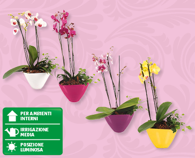 Elegante composizione con Phalaenopsis