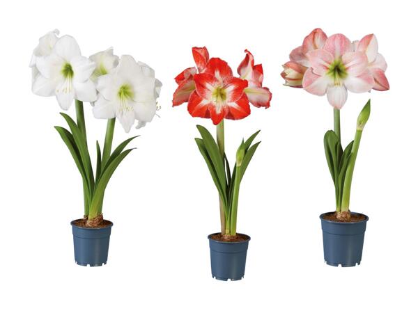 Amaryllis 2 tiges