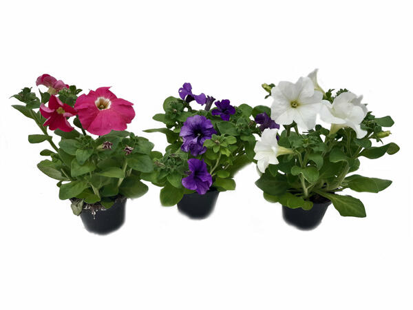 Petunia colours mix