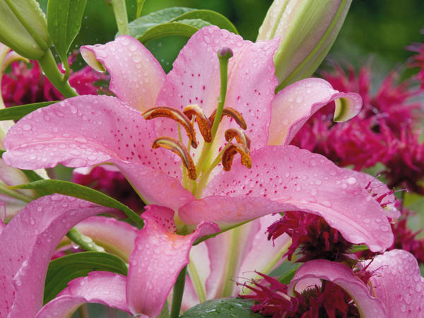 Gartenlilien