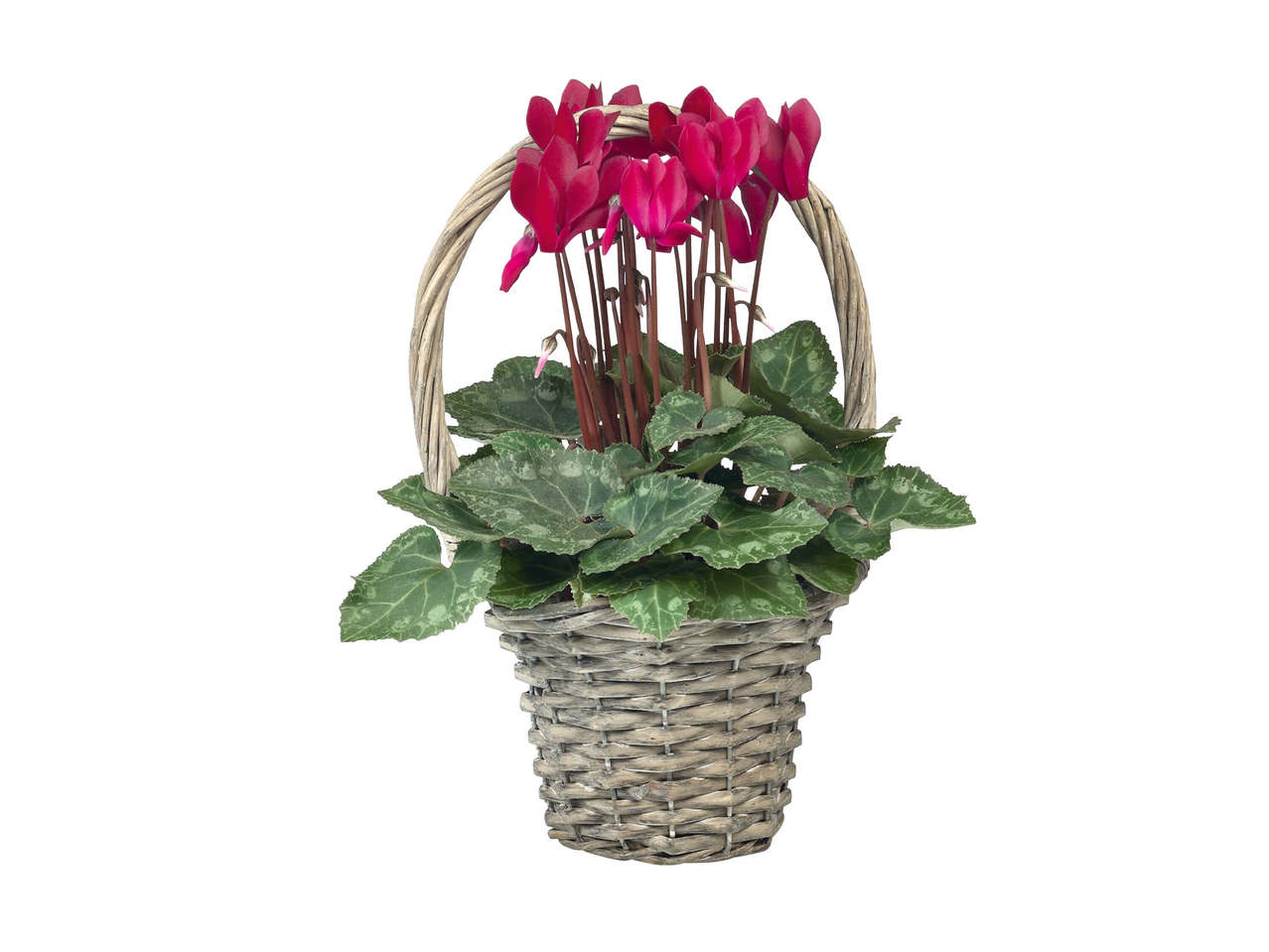 Cyclamen i kurv