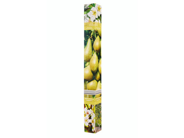 Arbres fruitiers