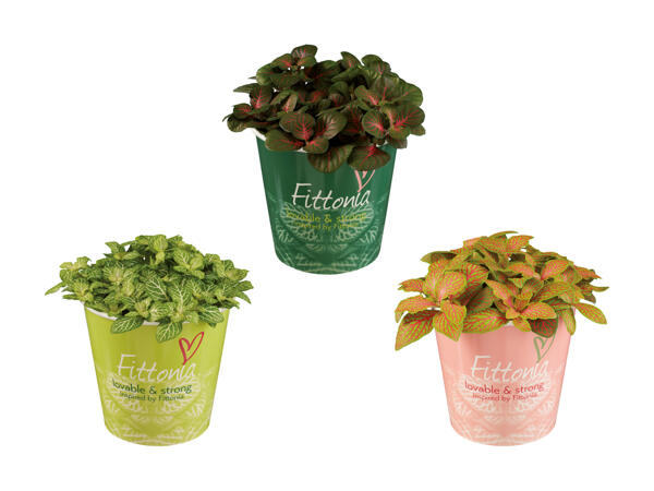 Mélange de fittonias dans un gobelet en carton