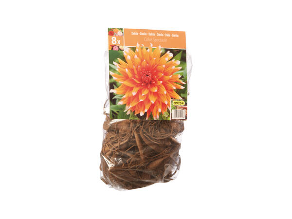 Dahlia Bulbs