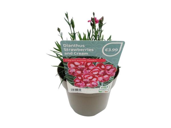 Dianthus Strawberries & Cream