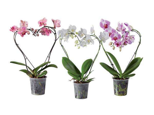 Phalaenopsis