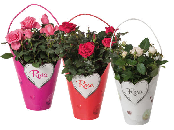 Topfrose in Henkeltasche