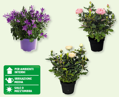 Campanula e rose "Infinity"