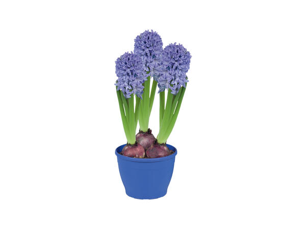 Hyacinths