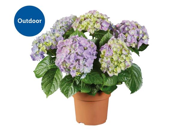 Hydrangea