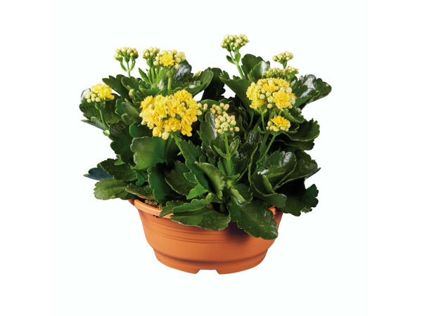Kalanchoé en pot