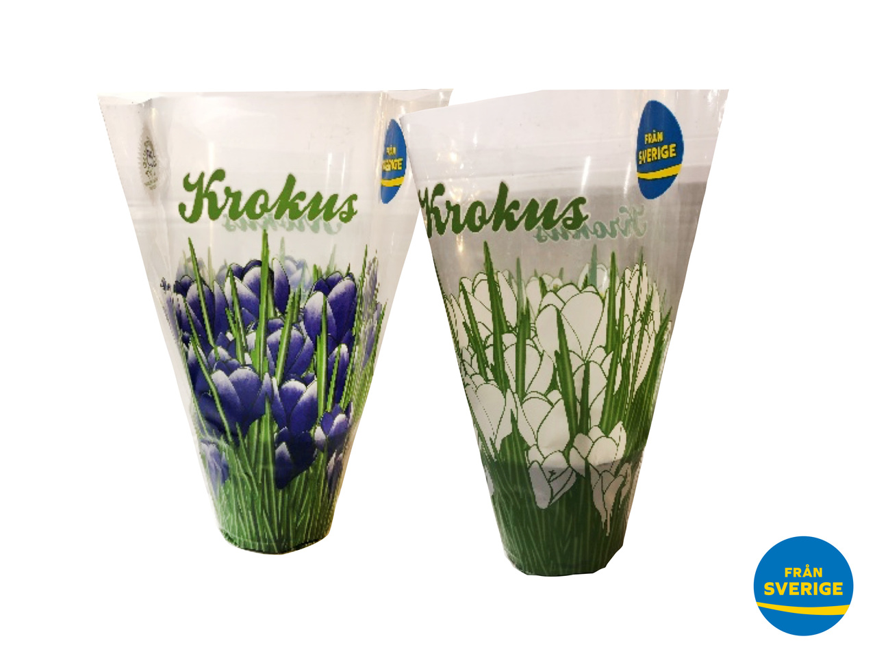 KROKUS+PÄRLHYACINT MUSCARI