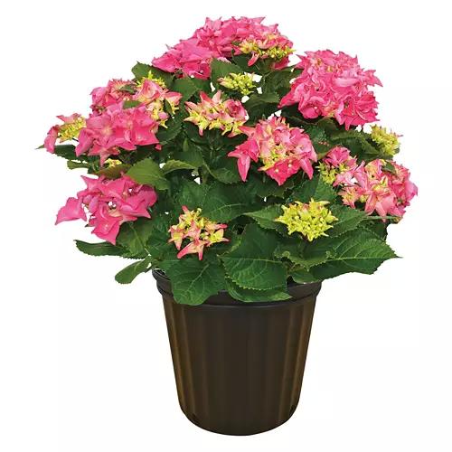 Assorted Hydrangea