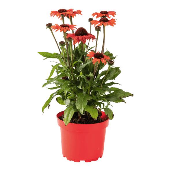 Echinacea