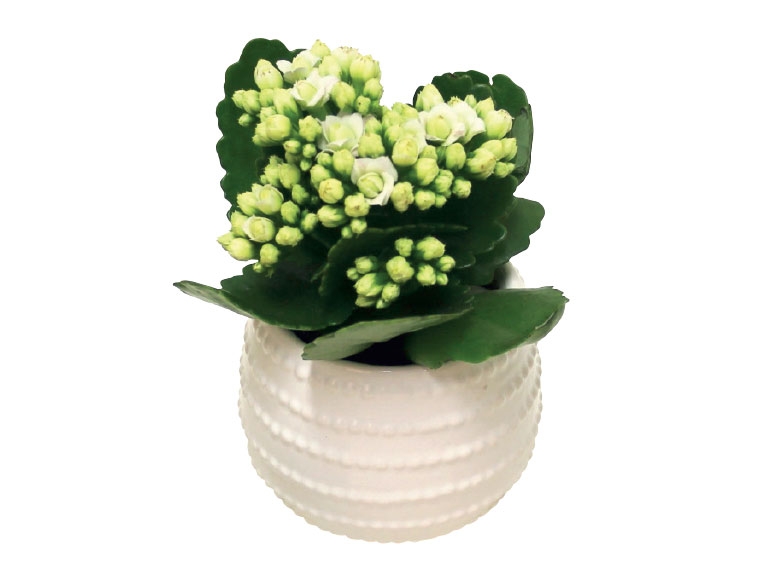 Kalanchoe & Succulent in Ceramic