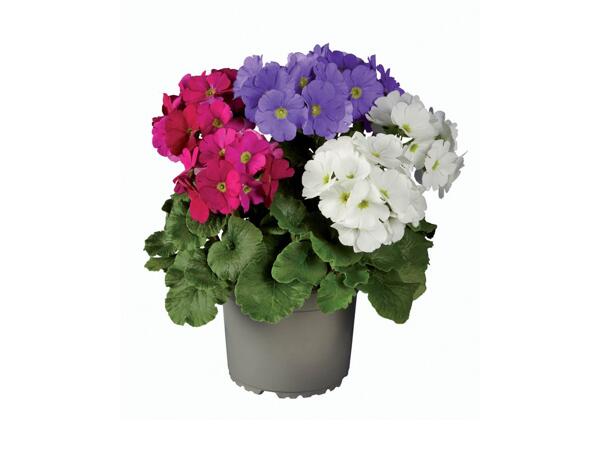 Primula obconica
