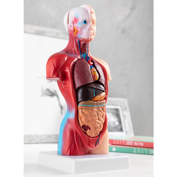 Anatomisches Körpermodell
