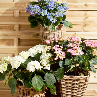 Pot de fleurs en vannerie