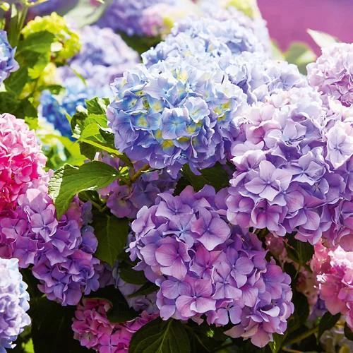 Hortensie Tricolor*