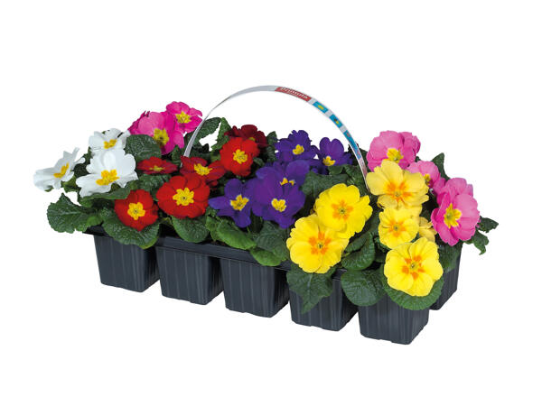 Primroses