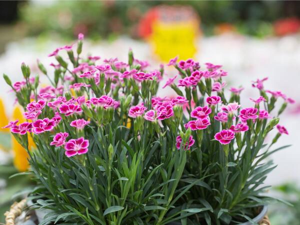 Nellike "Pink kisses" i 6‘er bakke