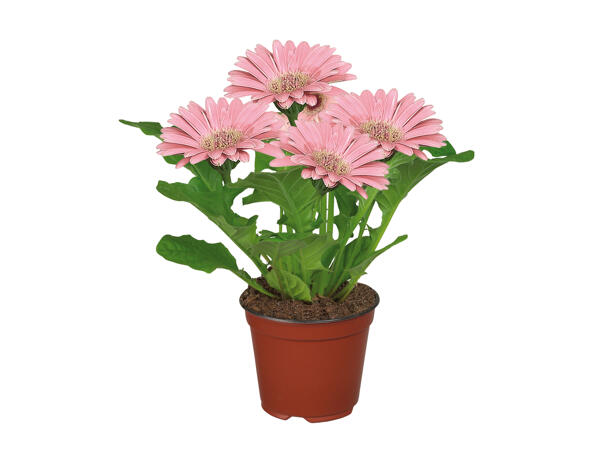 Flowering Plants