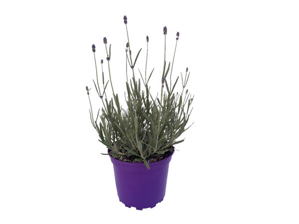 British Lavender