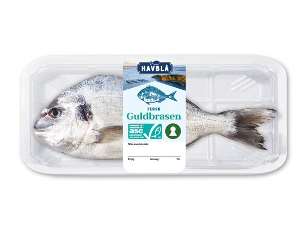 Havblå Guldbrasen