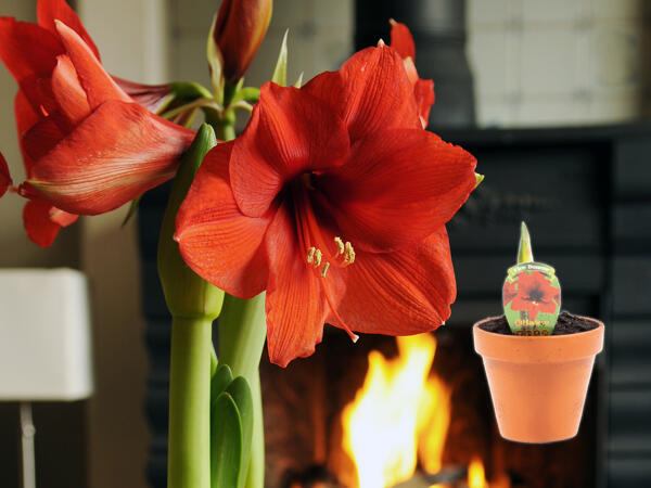 Amaryllis i lerkrukke