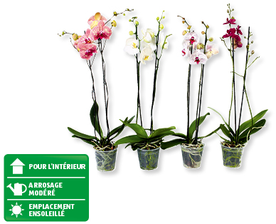 Phalaenopsis XL