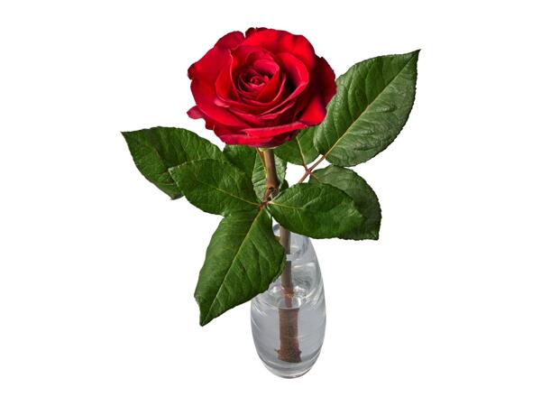 Single Red Rose