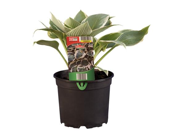 Hosta