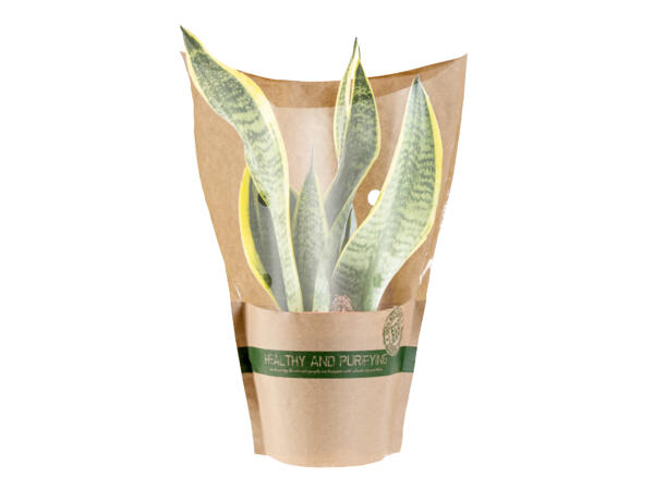 Air Purifying Plants