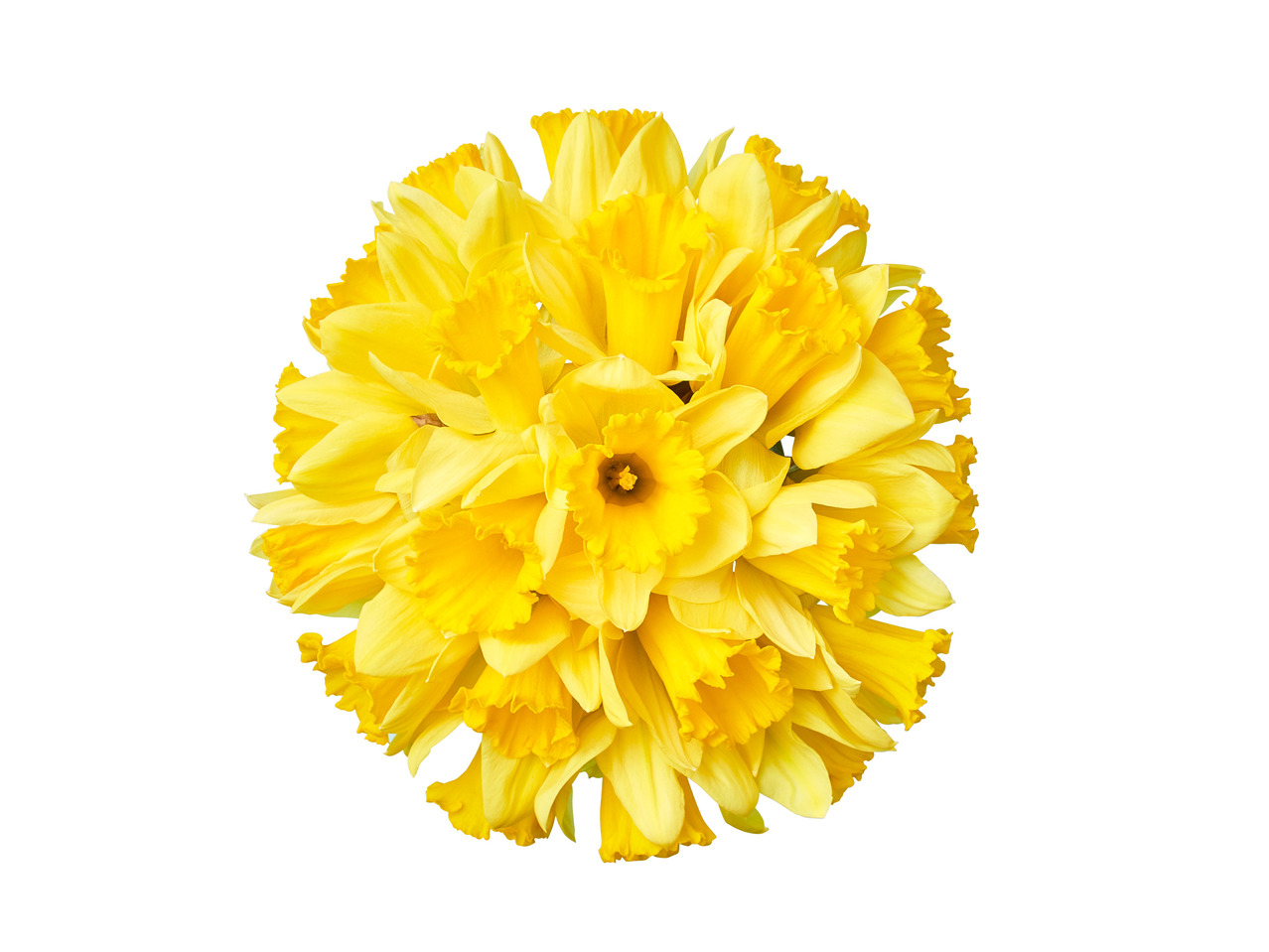 Daffodils1