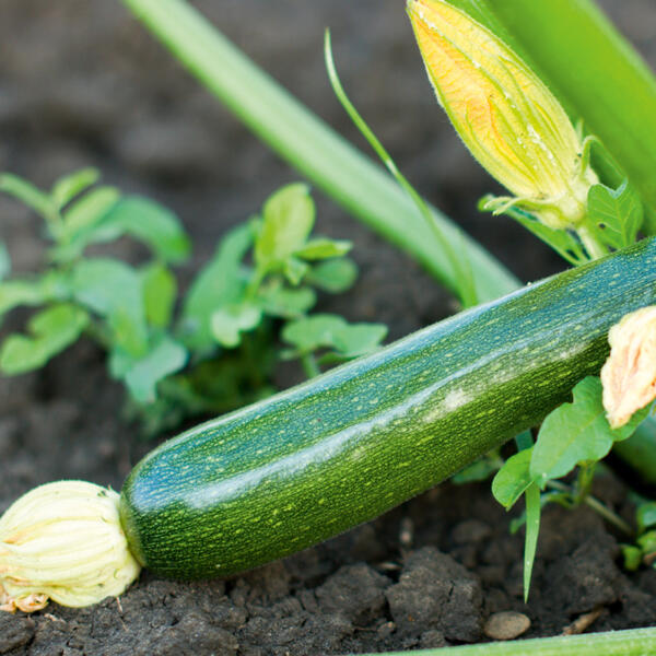 Zucchini-/ Gurken-/ Kräuter-Mix