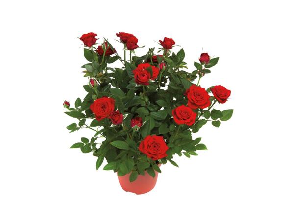 Mini Rose