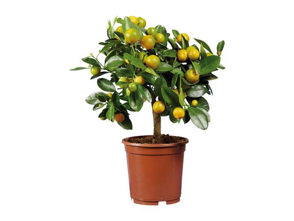 Small Citrus Plants