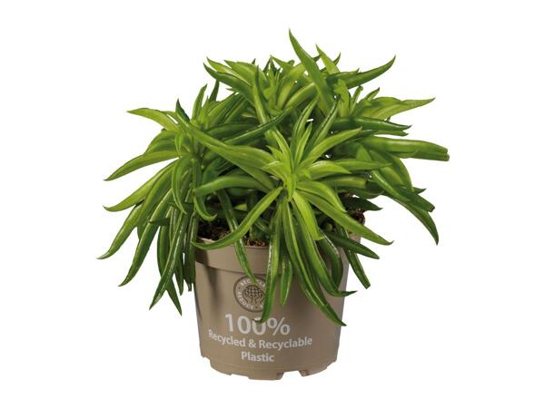 Peperomia Mix