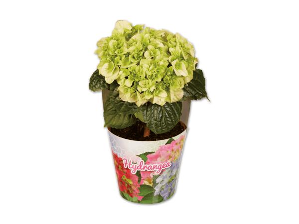 Hortensie im Topfcover