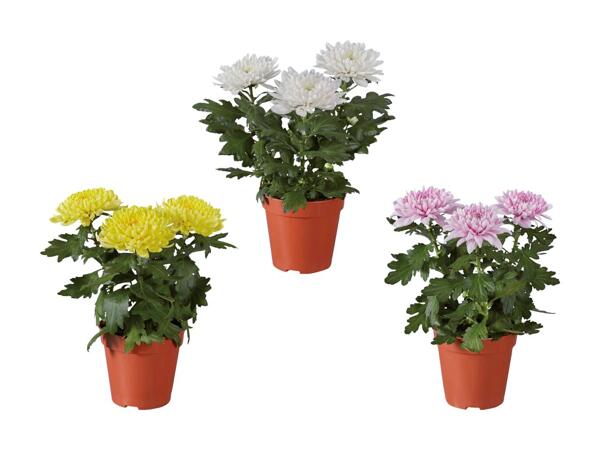 Chrysanthemum "Zembla"