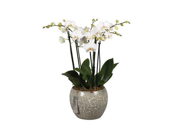 Deluxe Orchid in Ceramic