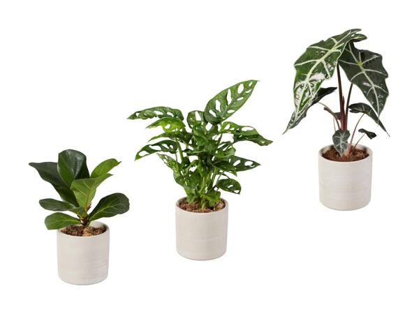 Mélange de plantes vertes dans un pot gris en céramique brute