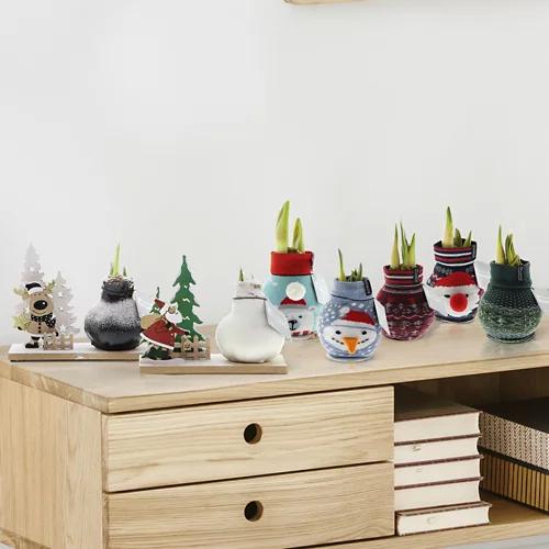 Amaryllis XMAS