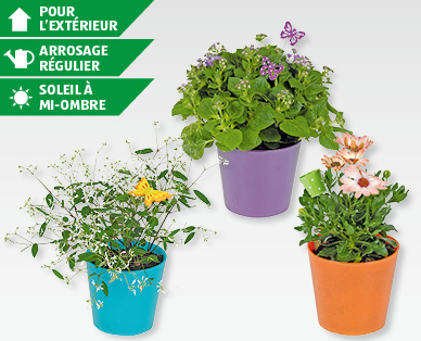 Pot en verre avec plantes