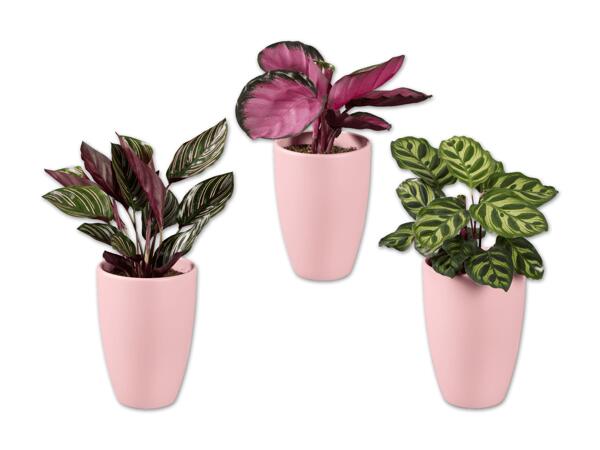 Calathea in Rosa-Keramik