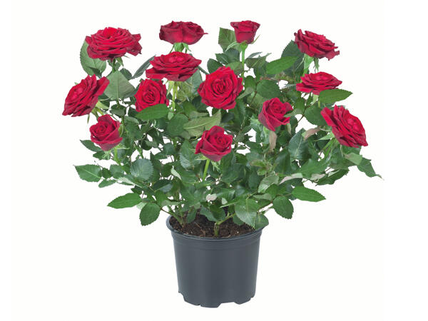 Mini Rose
