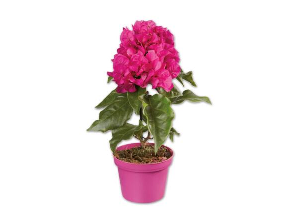 Bougainvillea (Drillingsblume)